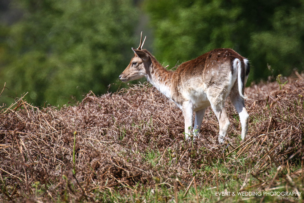 Bradgate Park deer - Leicestershire event photographer