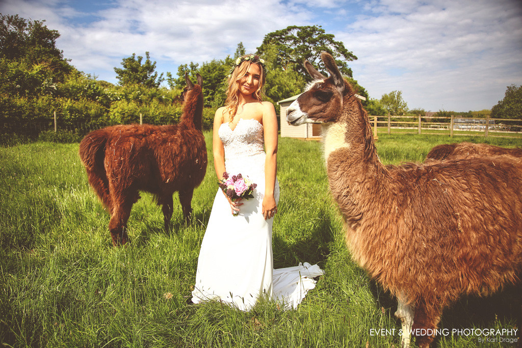 Did I mention the llamas? The Hill Farm House also offers llama experience days