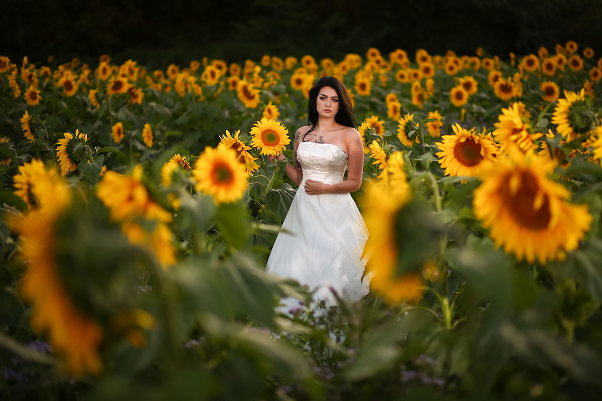 Bride in a field of sunflowers