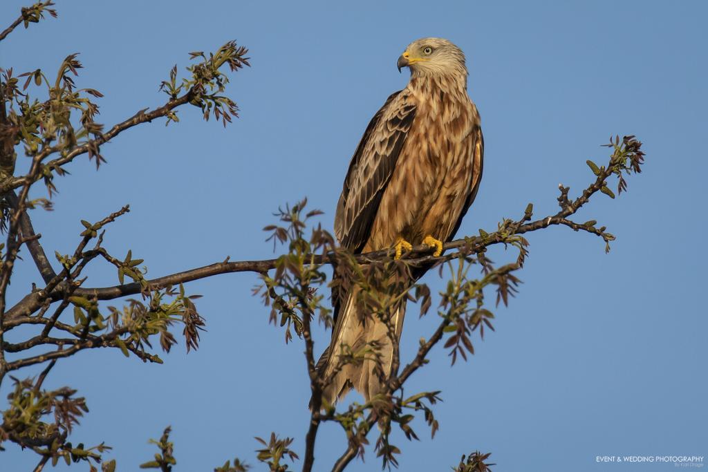 The rare sight of a red kite perched in a walnut tree