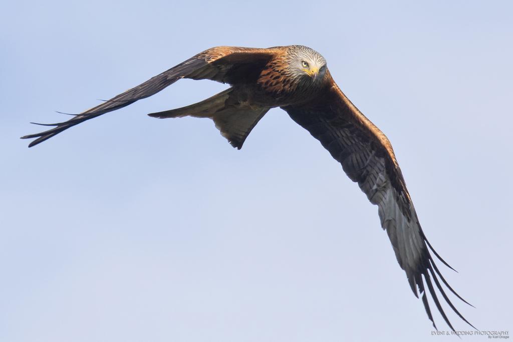 The red kite is a powerful, agile bird for its size