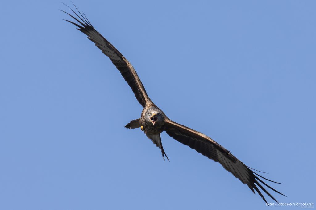 A red kite looks straight down the camera and lets out a squawk