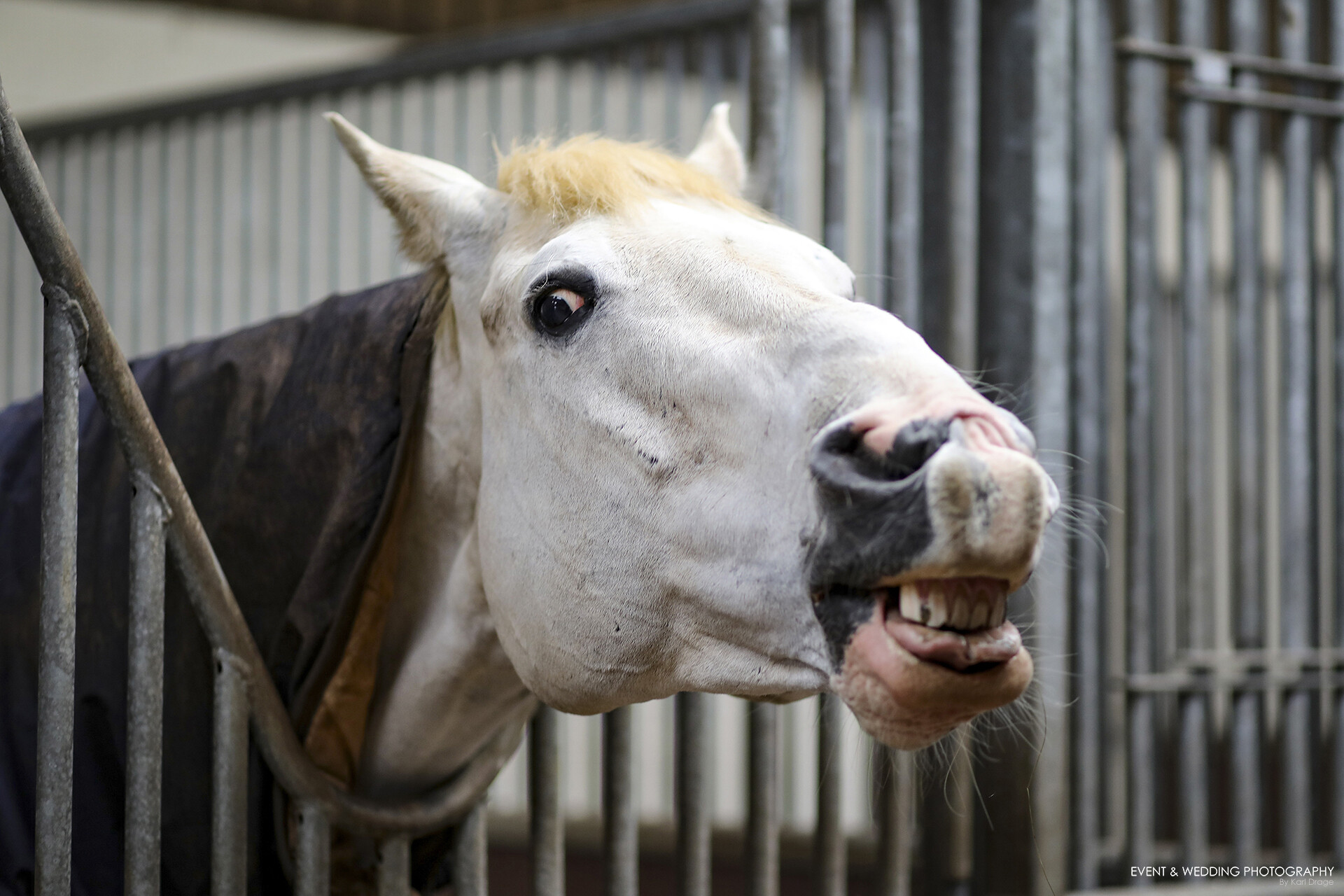 Funny horse face